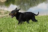 BEAUCERON - PUPPIES 193